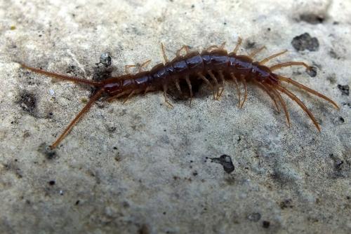 Lithobius sp.