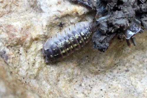 Armadillidium depressum