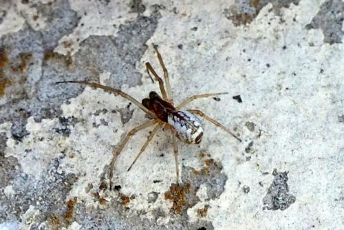 Réf. 83 585 : Frontinellina frutetorum