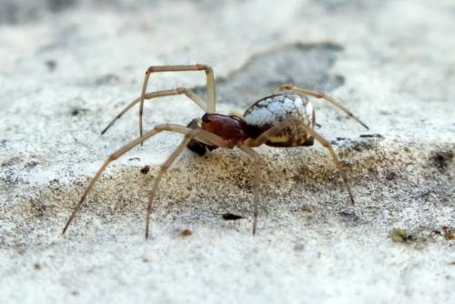 Réf. 83 584 : Frontinellina frutetorum