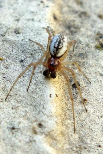 Réf. 83 583 : Frontinellina frutetorum
