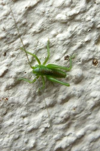 Tettigonia sp.
