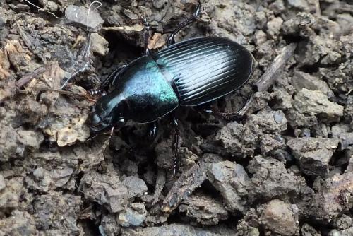 Réf. 83 733 : Harpalus dimidiatus