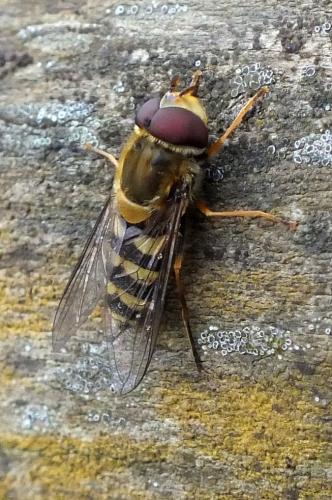 Réf. 83 849 : Syrphus sp.