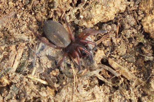 Réf. 83 851 : Haplodrassus sp.