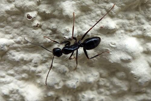 Réf. 83 969 : Camponotus aethiops