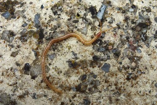 Geophilus flavus