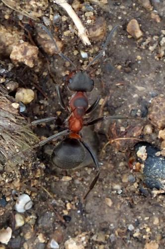 Réf. 83 876 : Formica pratensis