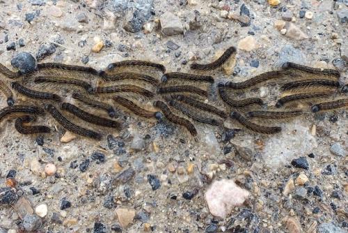 Malacosoma sp.