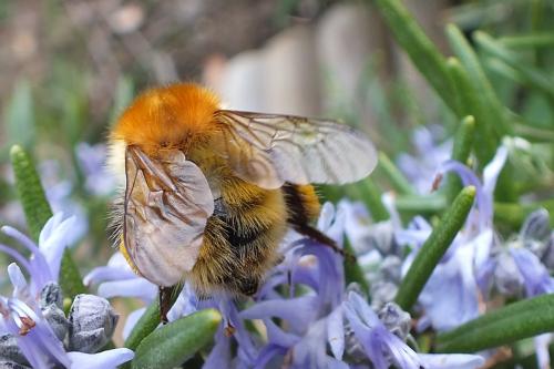 Bombus sp.