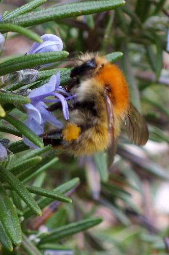 Bombus sp.