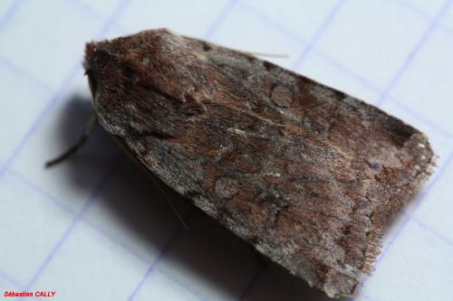Cerastis rubricosa
