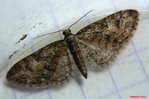 Réf. 83 892 : Eupithecia dodoneata