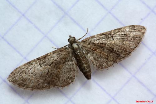 Eupithecia abbreviata