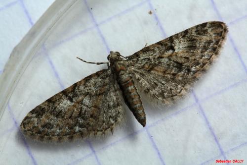 Réf. 83 891 : Eupithecia dodoneata
