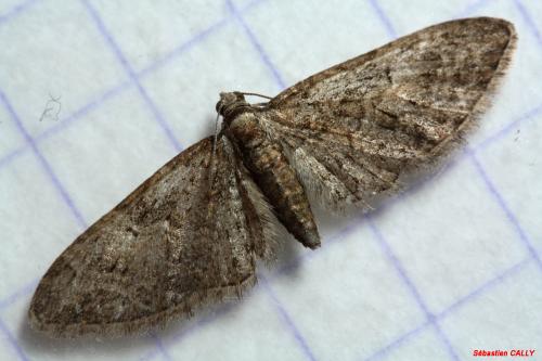 Réf. 83 893 : Eupithecia abbreviata