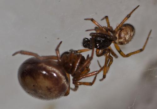 Steatoda bipunctata