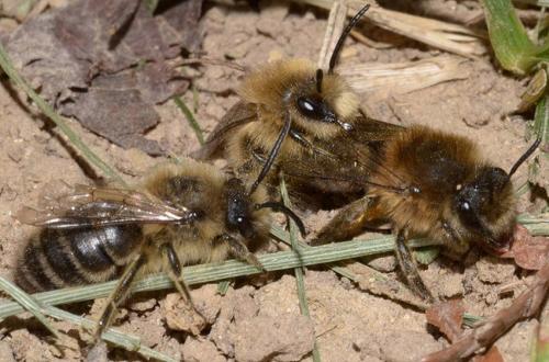Réf. 83 047 : Colletes cunicularius