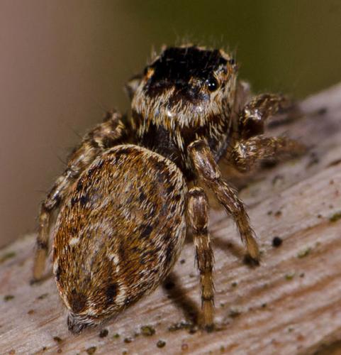 Evarcha falcata