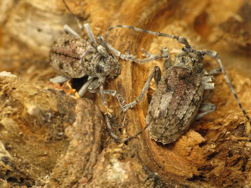 Réf. 83 813 : Lepromoris gibba