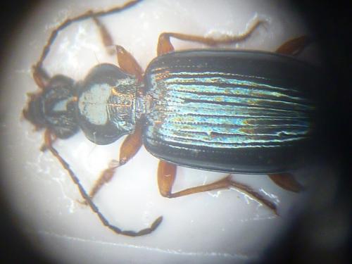 Bembidion decorum