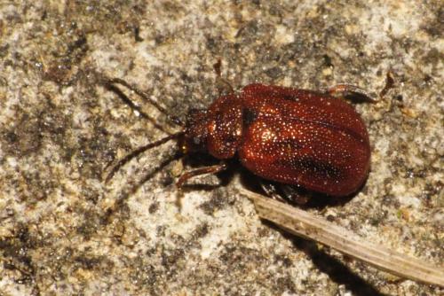 Réf. 83 398 : Lochmaea crataegi