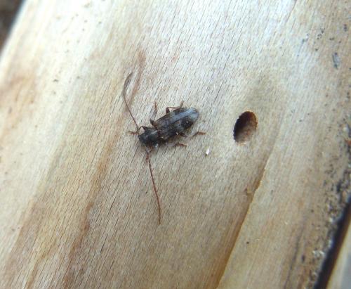 Réf. 83 727 : Exocentrus lusitanus