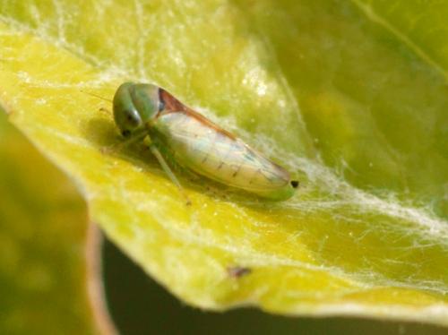 Réf. 83 623 : Viridicerus ustulatus
