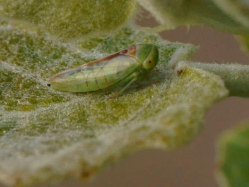 Réf. 83 625 : Viridicerus ustulatus