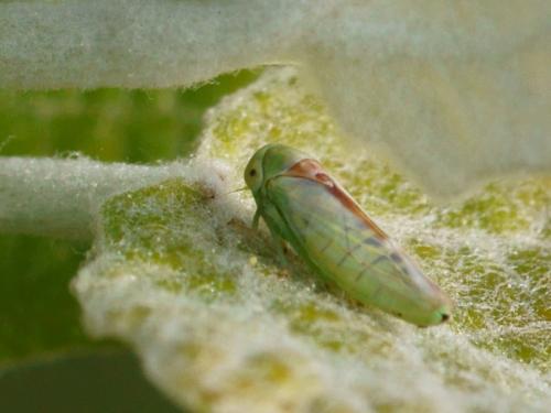Réf. 83 624 : Viridicerus ustulatus