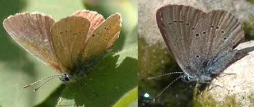 Cyaniris semiargus