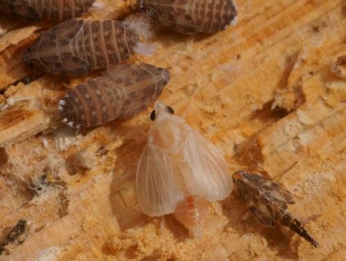 Cixidia lapponica