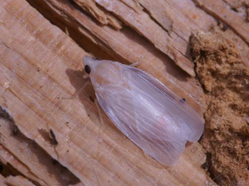 Réf. 83 842 : Cixidia lapponica