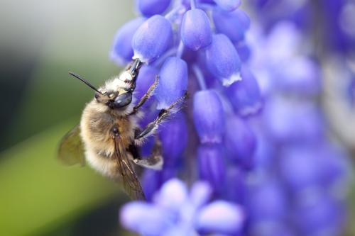 Anthophora plumipes