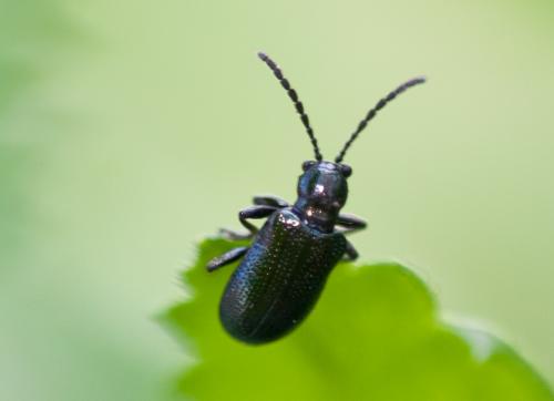 Oulema sp.