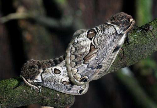 Brahmaea europaea
