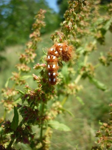 Acronicta rumicis