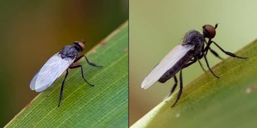 Réf. 83 995 : Empis sp.