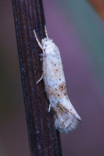 Elachista sp.