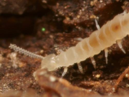 Scutigerella sp.