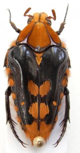 Coilodera penicillata