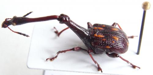 Cycnotrachelus flavotuberosus