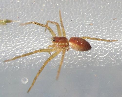 Dolomedes sp.