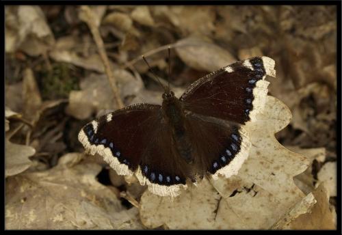 Réf. 83 246 : Nymphalis antiopa