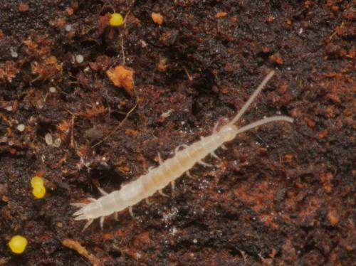 Scutigerella sp.