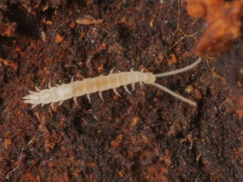 Scutigerella sp.