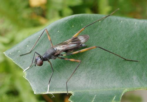 Paramimegralla nigra