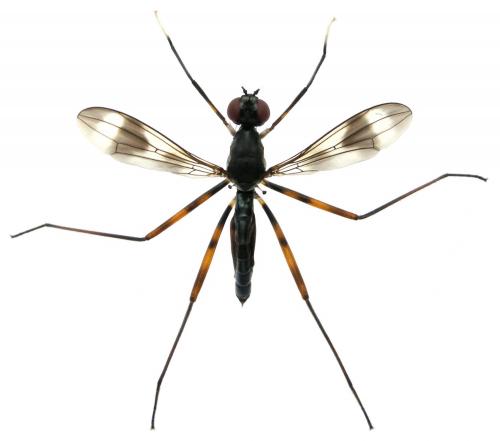 Réf. 83 874 : Paramimegralla nigra
