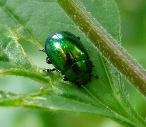 Réf. 83 880 : Chrysolina herbacea