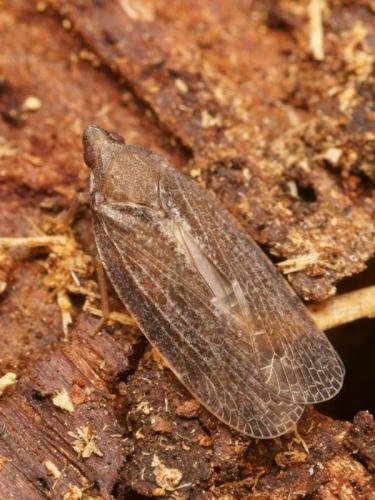 Réf. 83 356 : Cixidia lapponica
